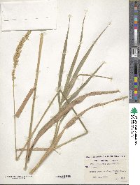 Phalaris arundinacea image