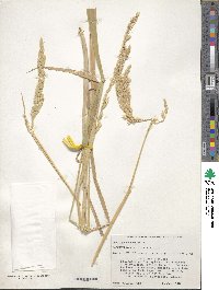 Phalaris arundinacea image