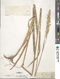 Phalaris arundinacea image