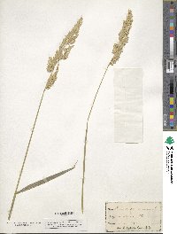 Phalaris arundinacea image