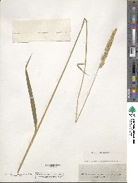 Phalaris arundinacea image