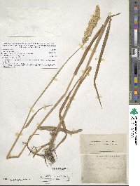 Phalaris arundinacea image