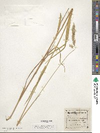 Phalaris arundinacea image