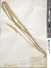 Phalaris arundinacea image