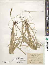 Carex lechleriana image