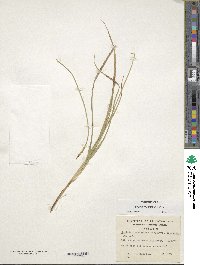 Carex meridensis image