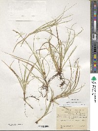 Carex firmula image