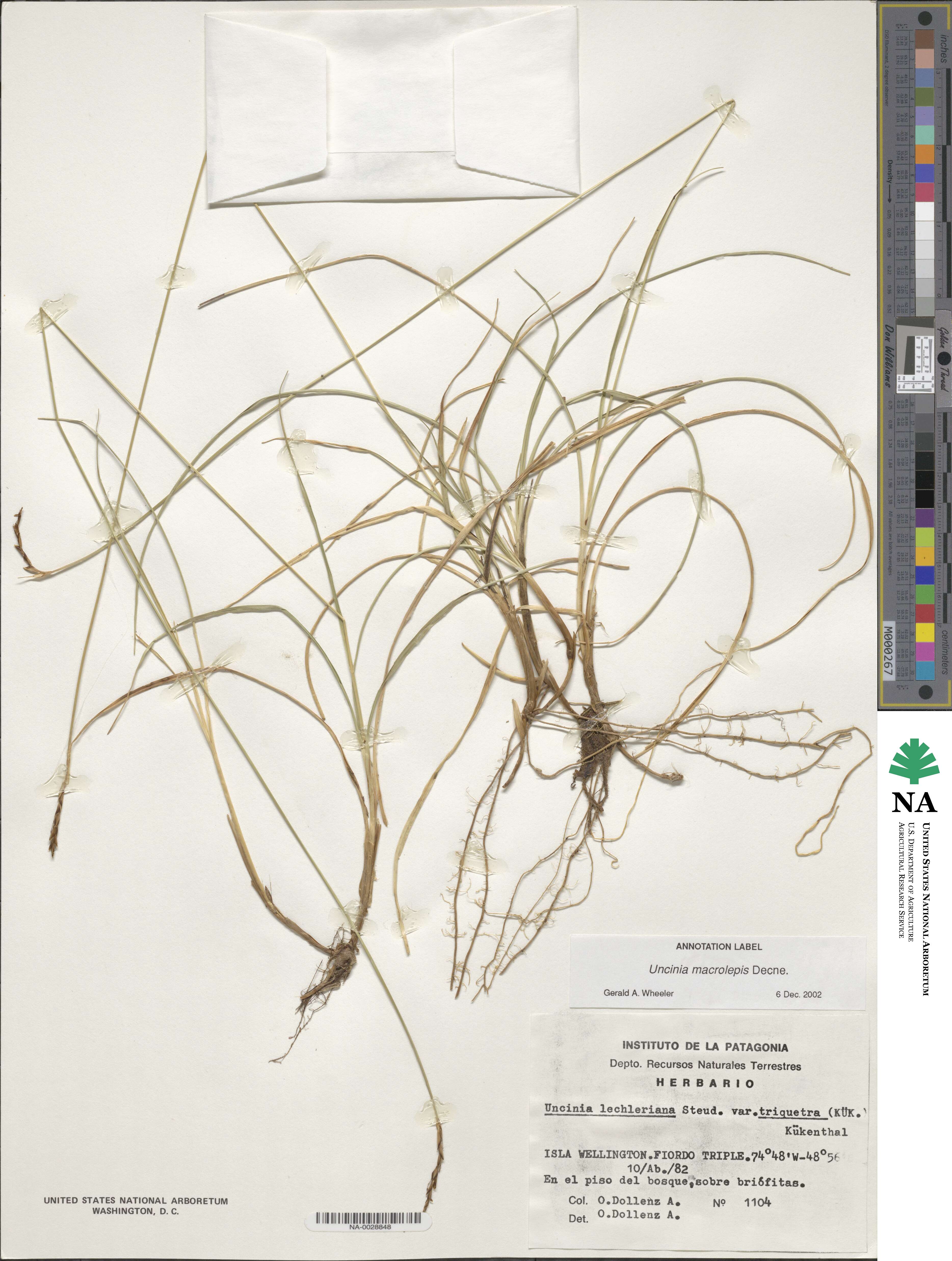 Carex meridensis image