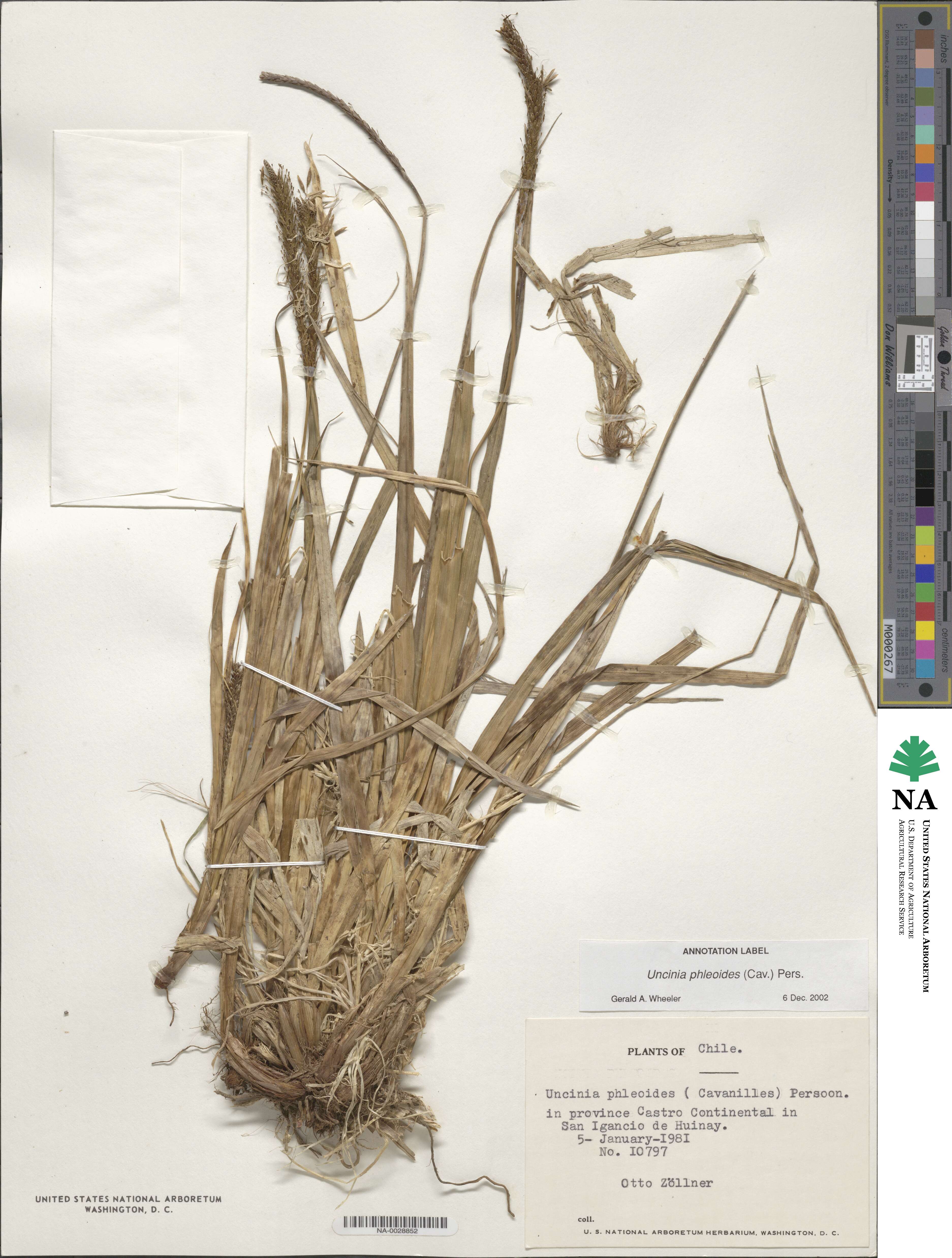 Carex phleoides image