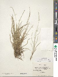 Carex firmula image