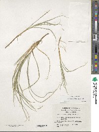 Carex firmula image