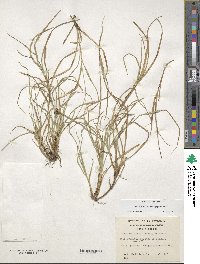 Carex firmula image