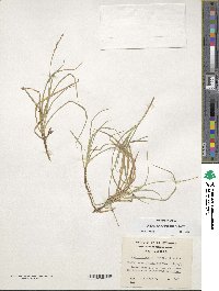 Carex firmula image