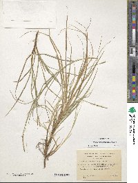 Carex firmula image