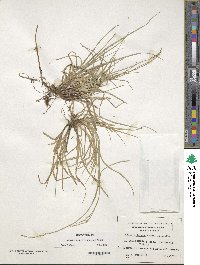 Carex firmula image