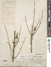 Euonymus verrucosoides image