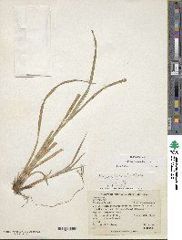 Carex hamata image