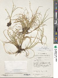 Carex firmula image