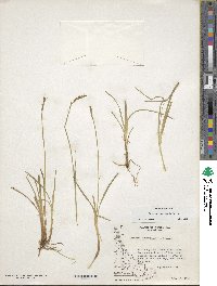 Carex meridensis image