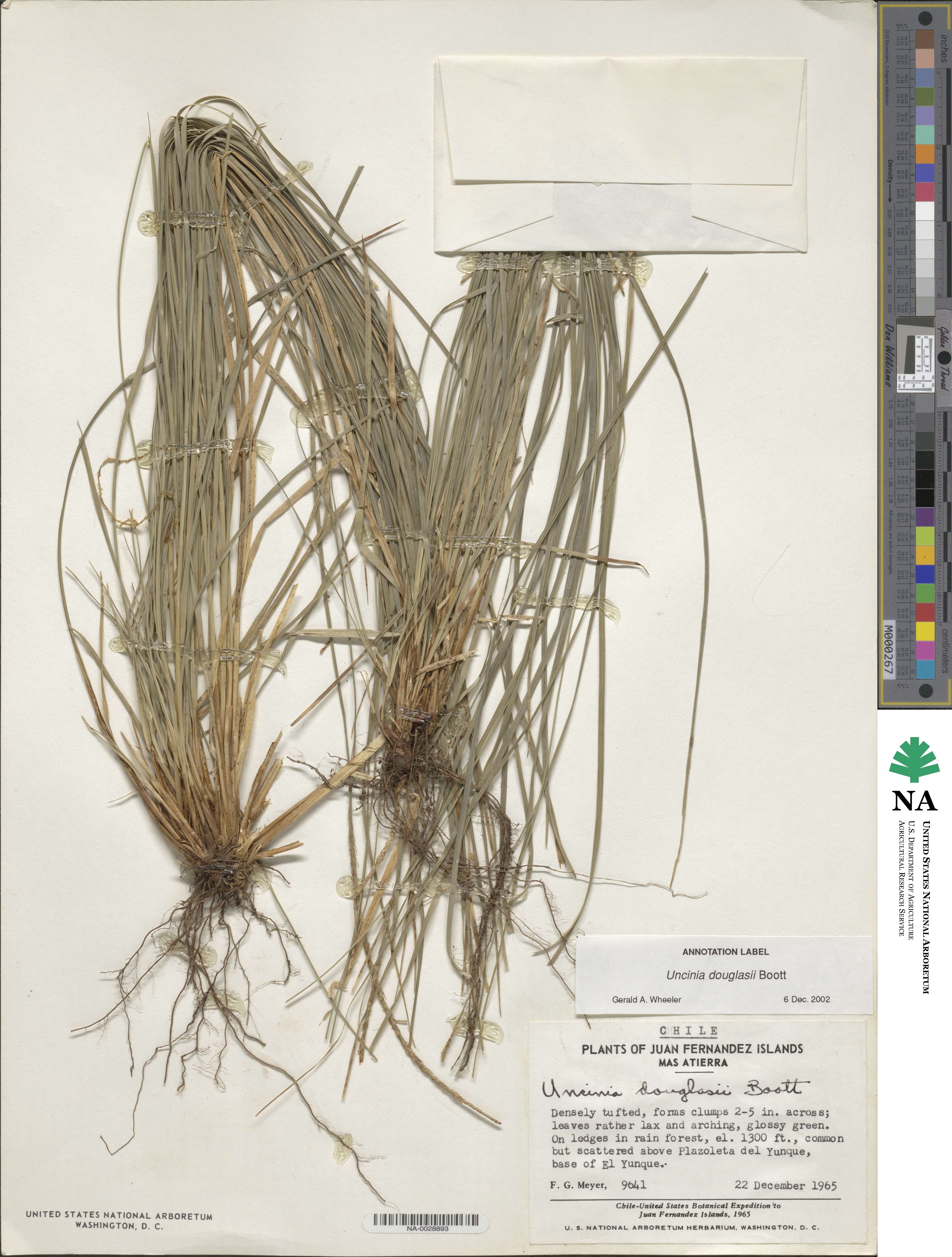 Carex fernandesiana image