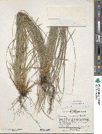 Carex fernandesiana image