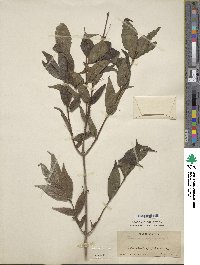 Lonicera alpigena image