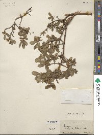 Lonicera caerulea image