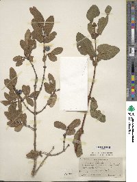 Lonicera caerulea image