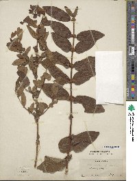 Lonicera caerulea image