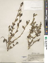 Lonicera tangutica image