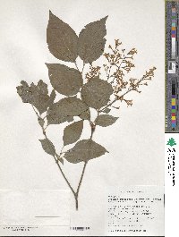 Syringa pubescens image