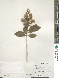 Syringa villosa subsp. wolfii image