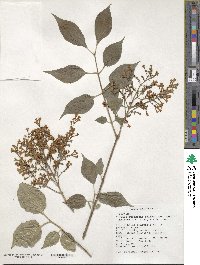 Syringa pubescens subsp. patula image