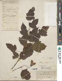 Acer tataricum image