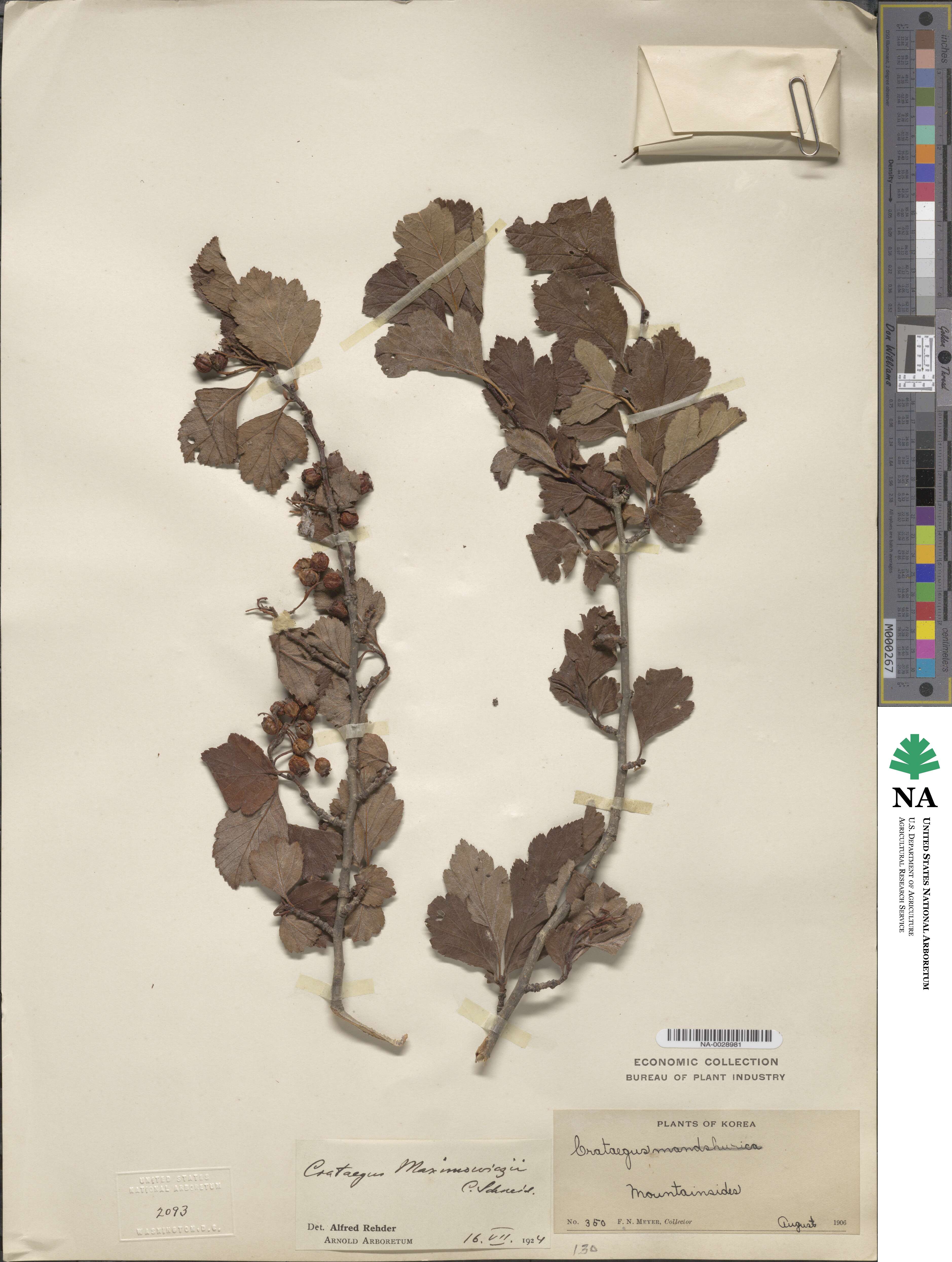 Crataegus maximowiczii image