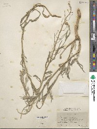 Erysimum aurantiacum image