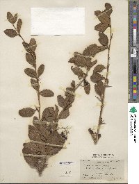 Berberis amurensis image