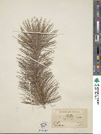 Image of Pinus canariensis