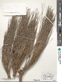 Pinus canariensis image