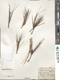 Pinus canariensis image