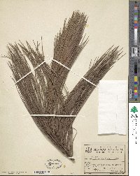 Image of Pinus caribaea