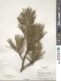 Image of Pinus cembra