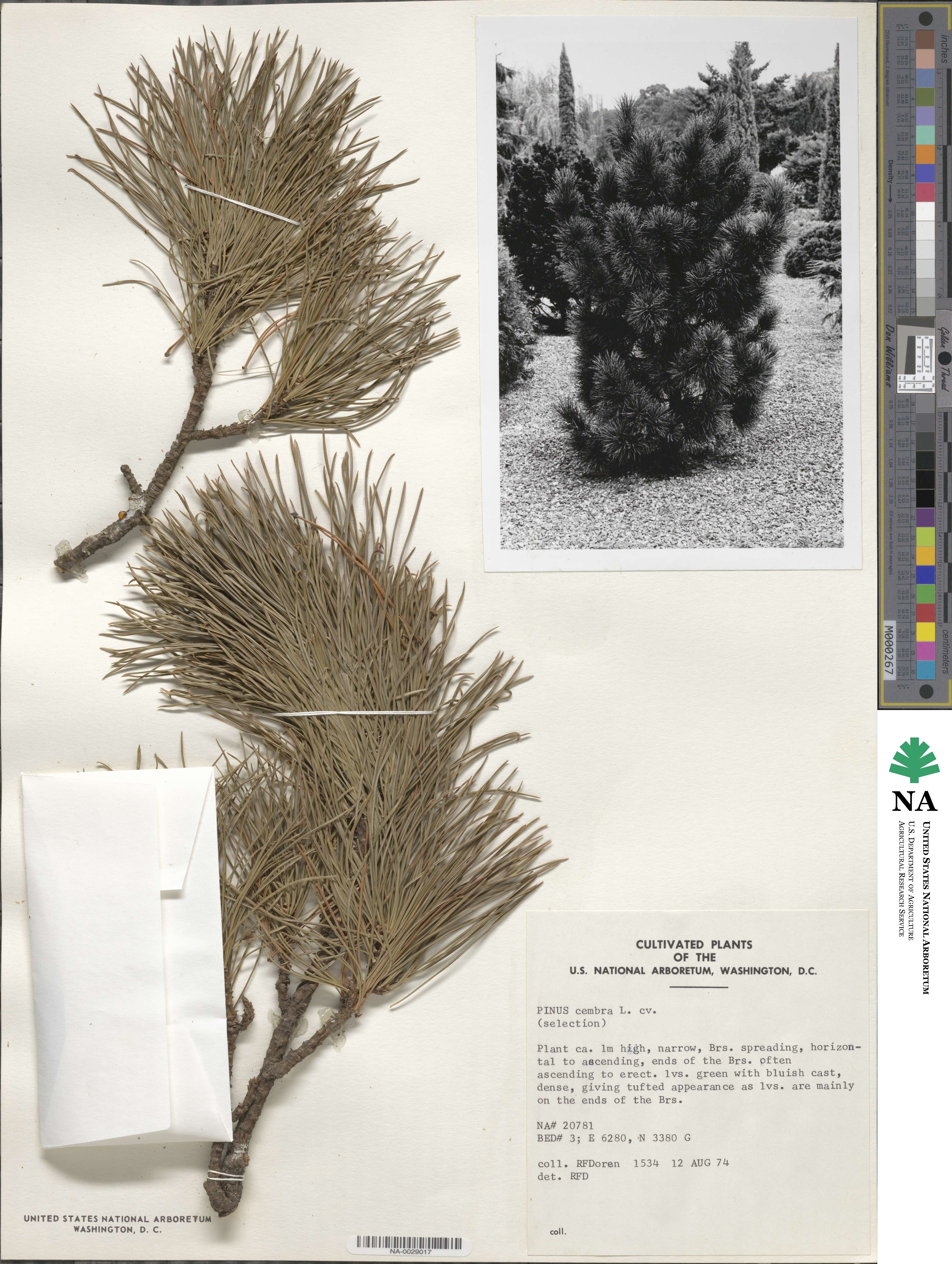 Pinus cembra image