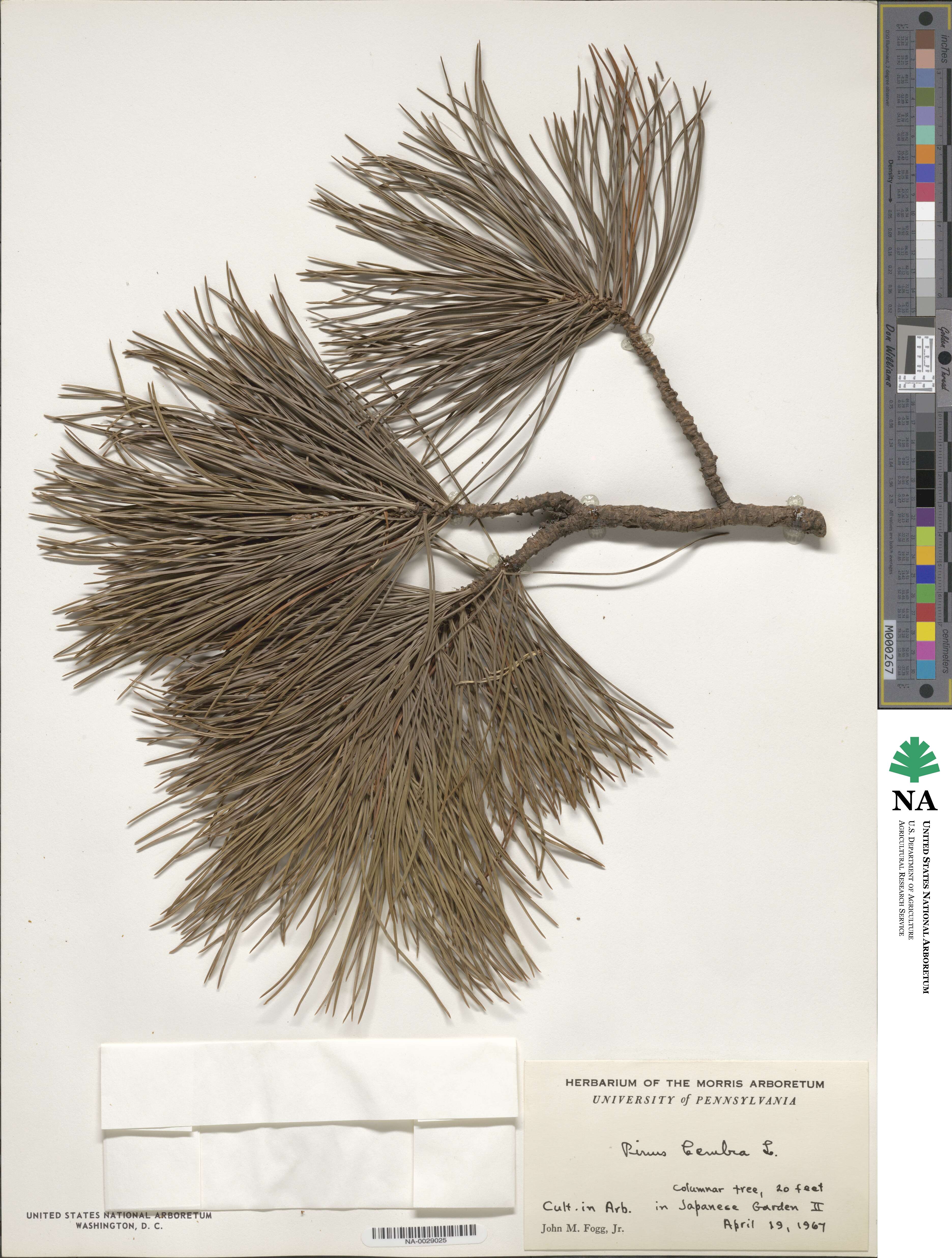 Pinus cembra image