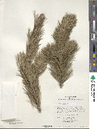 Pinus cembra image