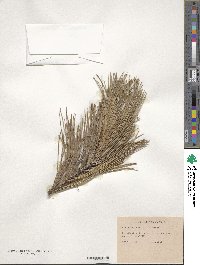 Pinus cembra image