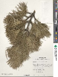 Pinus sibirica image