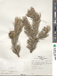 Pinus edulis image