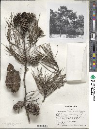 Pinus clausa image