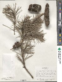 Pinus clausa image